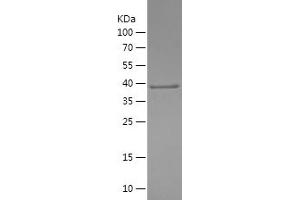 Western Blotting (WB) image for Phosphatidylinositol 4-Kinase, Catalytic, beta (PI4KB) (AA 1-128) protein (His-IF2DI Tag) (ABIN7124401) (PI4KB Protein (AA 1-128) (His-IF2DI Tag))