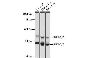 Western blot analysis of extracts of various cell lines, using JNK1/2/3 antibody (ABIN7268630) at 1:1000 dilution. (MAPK8/9/10 anticorps)