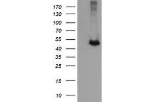 Image no. 2 for anti-Chromosome 2 Open Reading Frame 62 (C2orf62) antibody (ABIN1497052) (C2orf62 anticorps)