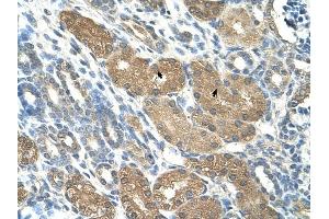 SLC1A5 antibody was used for immunohistochemistry at a concentration of 4-8 ug/ml to stain Epithelial cells of renal tubule (arrows) in Human Kidney. (SLC1A5 anticorps)