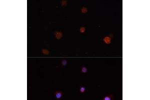 Immunofluorescence analysis of THP-1 cells using NLRC4 Polyclonal Antibody