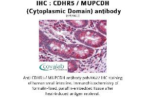 Image no. 1 for anti-Mucin and Cadherin-Like (CDHR5) (Cytoplasmic Domain) antibody (ABIN1732922) (CDHR5 anticorps  (Cytoplasmic Domain))