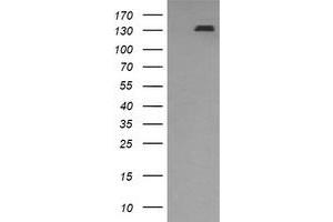 Image no. 1 for anti-Platelet Derived Growth Factor Receptor beta (PDGFRB) antibody (ABIN1500102)