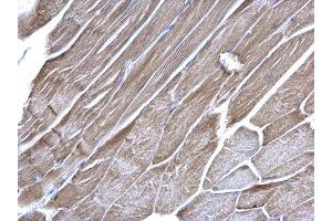 IHC-P Image VDAC1 antibody [N1C2] detects VDAC1 protein at mitochondria on mouse muscle by immunohistochemical analysis.