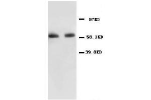 Anti-NF-kB p65 antibody, Western blottingAll lanes: Anti NF-kB p65  at 0. (NF-kB p65 anticorps  (N-Term))