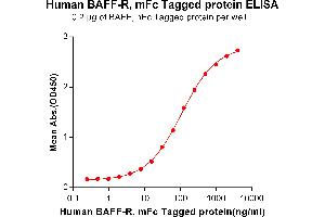 ELISA plate pre-coated by 2 μg/mL (100 μL/well) Human BAFF, hFc tagged protein ABIN6961113, ABIN7042255 and ABIN7042256 can bind Human BAFF-R, mFc tagged protein (ABIN6961114, ABIN7042257 and ABIN7042258) in a linear range of 0.
