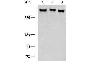 Western blot analysis of LO2 NIH/3T3 A172 cell lysates using FLNC Polyclonal Antibody at dilution of 1:750
