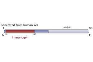 Image no. 4 for anti-V-Yes-1 Yamaguchi Sarcoma Viral Oncogene Homolog 1 (YES1) (AA 10-193) antibody (ABIN967927) (YES1 anticorps  (AA 10-193))