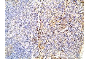 ABIN6277691 at 1/100 staining mouse splenic tissue sections by IHC-P. (Ephrin B2 anticorps  (C-Term))