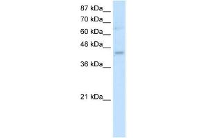 WB Suggested Antibody Titration:  0.