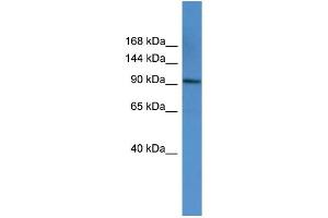 WB Suggested Anti-AP2A1 Antibody Titration: 0.