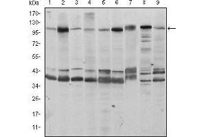Western blot analysis using FUK mouse mAb against Hela (1), HepG2 (2), Jurkat (3), A431 (4), HEK293 (5), MCF-7 (6), PC-12 (7), Cos7 (8), and NIH/3T3 (9) cell lysate. (FUK anticorps)