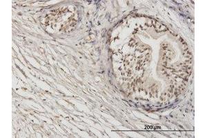 Image no. 1 for anti-Zinc Finger Protein 92 (ZNF92) (AA 490-587) antibody (ABIN599335) (ZNF92 anticorps  (AA 490-587))