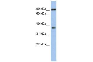 RSPH10B antibody used at 1 ug/ml to detect target protein. (RSPH10B anticorps)