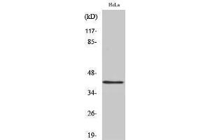Western Blotting (WB) image for anti-RNA Binding Motif Protein, X-Linked (RBMX) (N-Term) antibody (ABIN3180105) (RBMX anticorps  (N-Term))