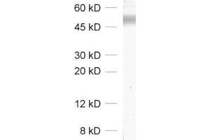 Western Blotting (WB) image for anti-Solute Carrier Family 2 (Facilitated Glucose Transporter), Member 4 (SLC2A4) (AA 495-509) antibody (ABIN1742482) (GLUT4 anticorps  (AA 495-509))