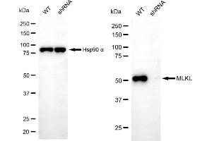 Western blotting analysis using MLKL antibody (ABIN7799481).