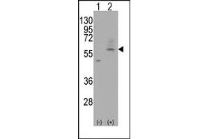 Image no. 1 for anti-Solute Carrier Family 29 (Nucleoside Transporters), Member 4 (SLC29A4) (C-Term) antibody (ABIN356637) (SLC29A4 anticorps  (C-Term))