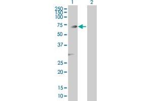 Western Blot analysis of PGM3 expression in transfected 293T cell line by PGM3 MaxPab polyclonal antibody.