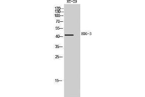 Western Blotting (WB) image for anti-Sphingosine-1-Phosphate Receptor 3 (S1PR3) (Internal Region) antibody (ABIN3174867) (S1PR3 anticorps  (Internal Region))