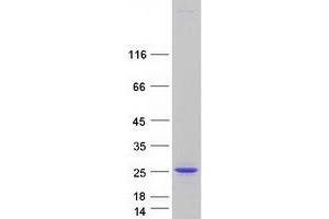 Validation with Western Blot