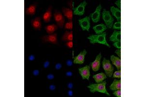 ABIN7094896 and ABIN7098949 staining HepG2 cells by IF/ICC. (SMC5 anticorps  (C-Term))