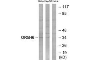 Western blot analysis of extracts from HeLa/HepG2 cells, using OR5H6 Antibody.