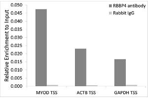 Chromatin immunoprecipitation analysis extracts of 293T cells, using RBBP4 antibody.