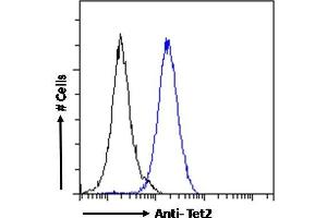 ABIN768637 Flow cytometric analysis of paraformaldehyde fixed NIH3T3 cells (blue line), permeabilized with 0. (TET2 anticorps  (Internal Region))