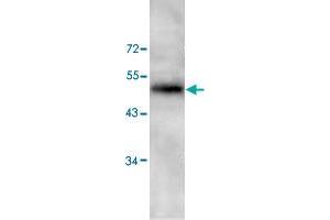 Western blot analysis of HeLa cell lysate with PAWR polyclonal antibody  at 1 : 200 dilution. (PAWR anticorps  (C-Term))
