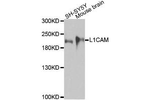 Western blot analysis of extracts of various cell lines, using L1CAM antibody. (L1CAM anticorps)
