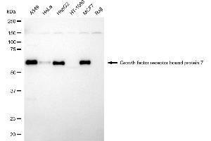 Western blotting analysis using growth factor receptor bound protein 7 antibody (ABIN7798808). (Recombinant GRB7 anticorps)