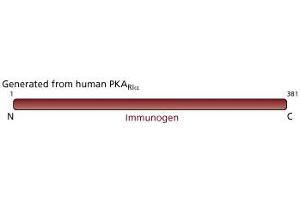 Image no. 2 for anti-PKA R1 alpha (PKR1) (AA 1-381) antibody (ABIN968062) (PKA R1 alpha (PKR1) (AA 1-381) anticorps)