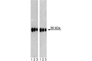 Western Blot analysis of Sox2 in Human Neural Stem Cells (NSC) and Mouse Embryonic Stem (ES) cell line. (SOX2 anticorps)