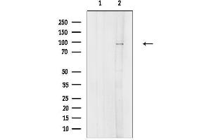 anti-NIMA related kinase 4 (NEK4) (Internal Region) antibody