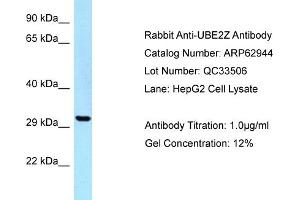Western Blotting (WB) image for anti-Ubiquitin-Conjugating Enzyme E2Z (UBE2Z) (C-Term) antibody (ABIN971971) (UBE2Z anticorps  (C-Term))