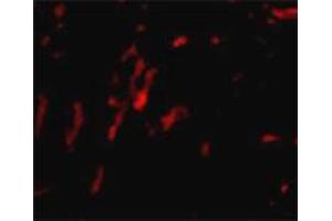 Immunofluorescence staining of rat kidney tissue with 20 ug/mL CDCA8 polyclonal antibody . (CDCA8 anticorps  (N-Term))