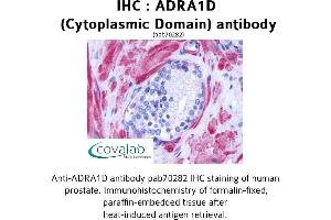 Image no. 1 for anti-Adrenergic Receptor, alpha 1d (ADRA1D) (3rd Cytoplasmic Domain) antibody (ABIN1731577) (ADRA1D anticorps  (3rd Cytoplasmic Domain))