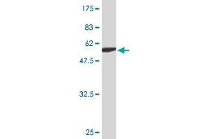 Western Blot detection against Immunogen (56.