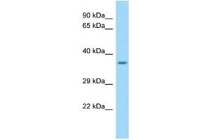 WB Suggested Anti-SELPLG Antibody Titration: 1.
