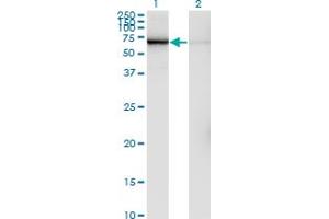 Western Blot analysis of GLMN expression in transfected 293T cell line by GLMN monoclonal antibody (M01), clone 1C12.