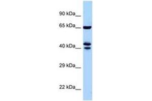 ZNF583 anticorps  (AA 271-320)