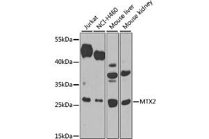 Western blot analysis of extracts of various cell lines, using MTX2 antibody. (MTX2 anticorps)