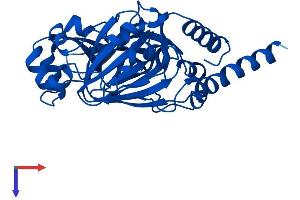 AlphaFold protein structure predicition of Mouse Recombinant Jmjd7 Protein, UniprotID P0C872
