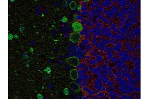 Indirect immunolabeling of PFA fixed, paraffin embedded mouse cerebellum with guinea pig anti-GAT 3 (dilution 1 : 500; red) and chicken anti-parvalbumin (cat.