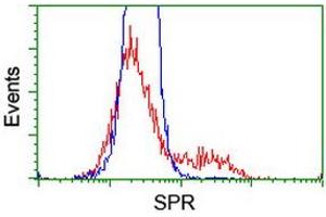 Image no. 8 for anti-Sepiapterin Reductase (SPR) antibody (ABIN1501115)