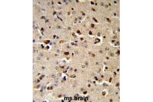 TPH2 Antibody (Center) IHC analysis in formalin fixed and paraffin embedded mouse brain followed by peroxidase conjugation of the secondary antibody and DAB staining. (Tryptophan Hydroxylase 2 anticorps  (Middle Region))