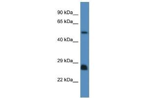 Western Blot showing Shc3 antibody used at a concentration of 1. (SHC3 anticorps  (N-Term))