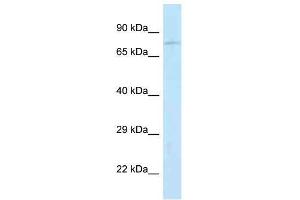 Western Blot showing Jph2 antibody used at a concentration of 1. (Junctophilin 2 anticorps  (N-Term))