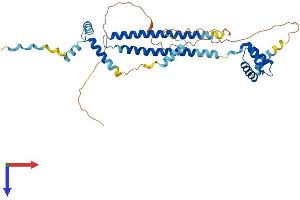 AlphaFold protein structure predicition of Human Recombinant PBX4 Protein, UniprotID Q9BYU1